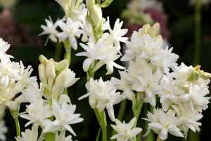 Polianthes tuberosa ´The Pearl´